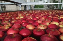 ceny jabłek w tyrolu