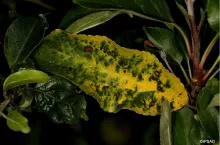 nekrotyczna plamistość liści