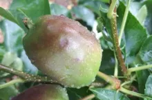 grad 17 czerwca 2020