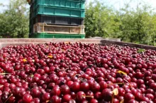 prognozy cen wiśni 2020