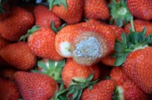 fot. 3. Truskawka plesnienie po zbiorze