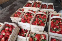 ceny owoców na broniszach