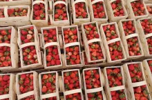 ceny truskawek 12 czerwca