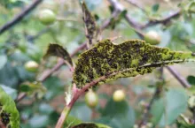 Kolonia mszycy wiśniowo-przytuliowej na liściu