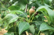 opad konferencji 2020