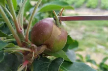 ordzawienia na jabłkach