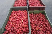 skup truskawek przemysłowych 2020