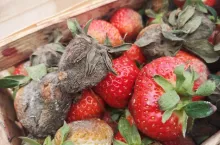 szara pleśń na plantacjach truskwek