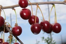 produkcja wiśni na węgrzech 2020