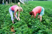 testy na koronawirusa w grojcu