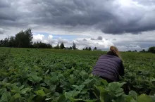 kradzież na plantacji truskawek