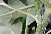 Nowa kolonia bawełnicy korówki założona na młodym przyroście. Należy bardzo szczegółowo przeglądać szczeliny między ogonkiem liściowym, a pędem. Moment migracji młodych larw bawełnicy korówki jest optymalny do zastosowania preparatu Movento 100 SC