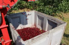 wisnie 2020 na wegrzech