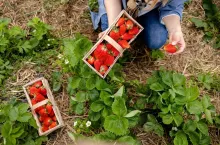 zbiory truskawek 2020