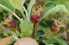 przymrozki sandomierz