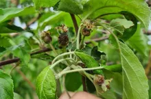 przymrozki 2020 mołdawia