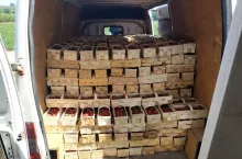 testy na koronawirusa u pracowników sezonowych