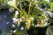 przymrozki na ukrainie