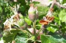 ordzawienia na zawiązkach