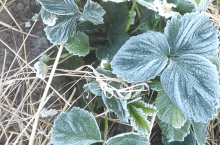 przymrozki 2020 sandomierskie