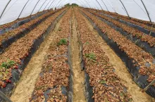 ceny truskawek w hiszpanii