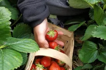 kwarantanna pracownika w gospodarstwie