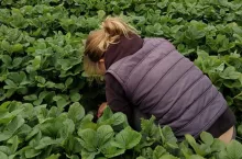 zbiór truskawek 2020