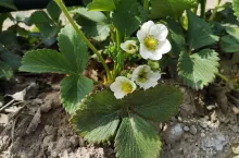 przymrozki w sadach 12 maja 2020