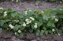 komunikat jagodowy bayer