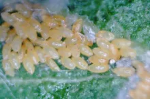 larwy miodówki gruszowej