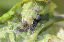 mszyce w sadach 2020