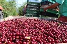 wiśnie na mrożenie 2020