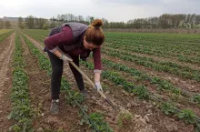 brytyjczycy nie radzą sobie z pracą w polu