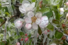 przymrozki zimni ogrodnicy