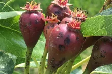gradobicia w holandii