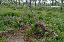 wypadek w gospodarstwie sadowniczym