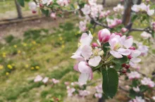 kwitnienie szara pleśń