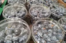 importowana borówka