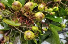 dolina jerte gradobicia