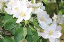 komunikaty sadownicze