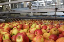 ceny jabłek przemysłowych 2020