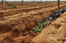 hiszpańskie truskawki