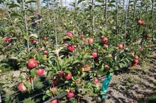 sady w nowej zelandii