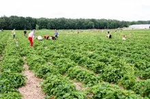 pracownicy do zbiorów truskawek
