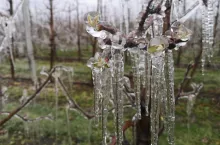 przymrozki we włoszech