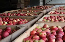ceny jabłek 2020