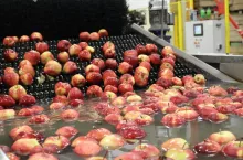 wysokie ceny jabłek