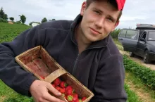 zbiór truskawek 2020