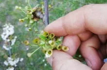 przymrozki na ukrainie