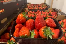 są pierwsze polskie truskawki 2020